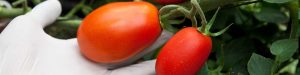 YAFFE SEEDS PRODUCTION - Tomato